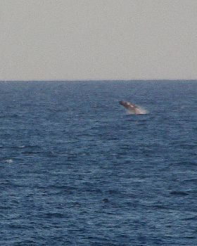 Whale off Dee Why October