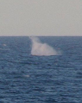 Whale off Dee Why October