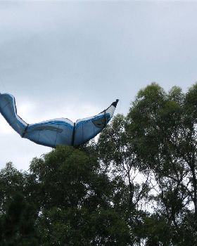 tree / kite