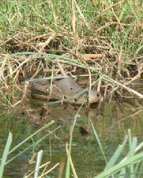 croc[1]