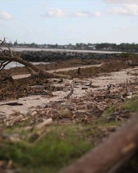 Debris on the beach at Brighton QLD