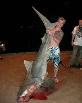 SHARK