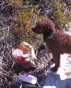Dog with macca