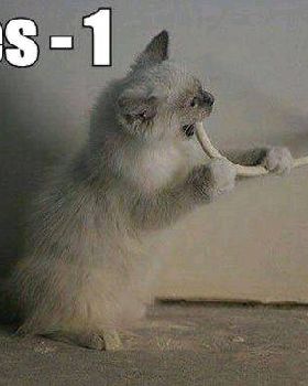 electrocution Cat
