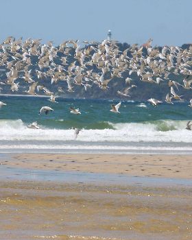 feathered kiters.........