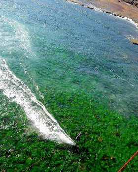 Sydney green reef