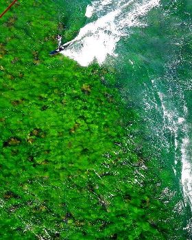 Sydney green reef