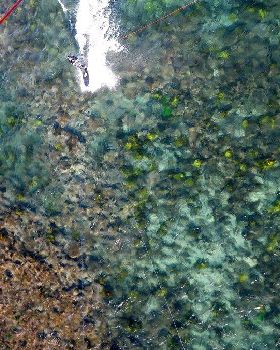 Sydney green reef