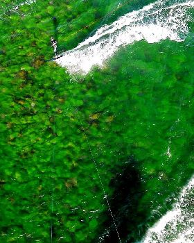 Sydney green reef
