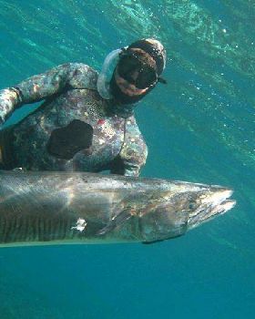 Narrow Barred Spanish Mackeral