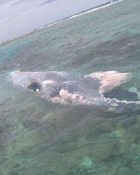 Feeding time, approx. 80 foot Blue Wale