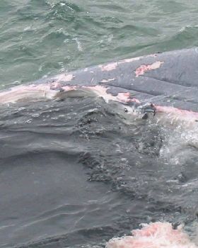 Feeding time, approx. 80 foot Blue Wale
