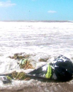 RPM after a cyclone swell
