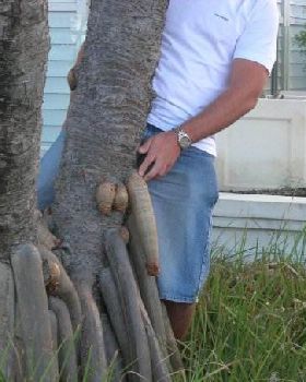 d1cktree