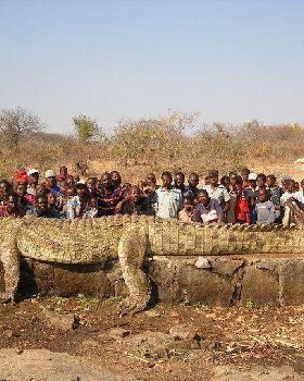 large croc 2