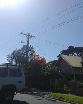 tree kite