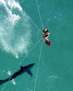 kite-surf-shark[1]