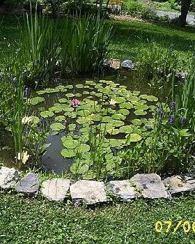 FrogPond