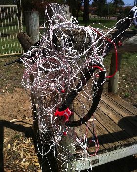 Tangled