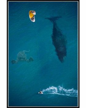 tigershark