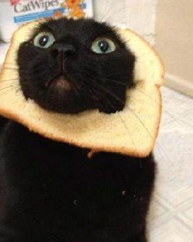 inbread cat