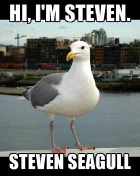 seagull