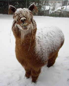 angry-llama
