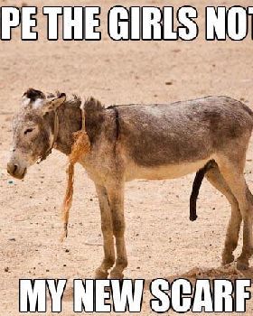 donkey dick