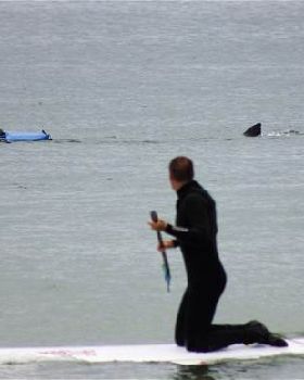 shark-Nauset-cape- 2272255b