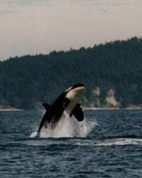 orca060