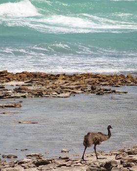 Chicks on the Beach