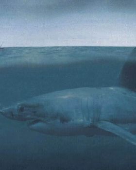 megalodon