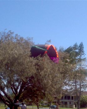 Cabrinha in a tree