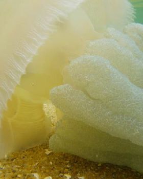 Blue Blubber jellyfish