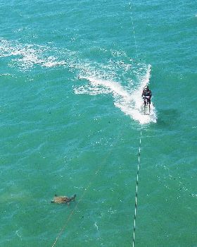 Kitesurfing past sea turtle