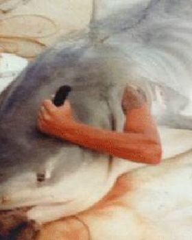 shark-pic