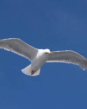 seagull