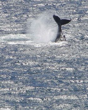Whale 16 Oct