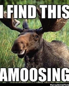 amoosing