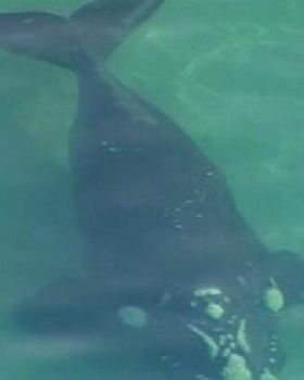 Whale off Bonbeach