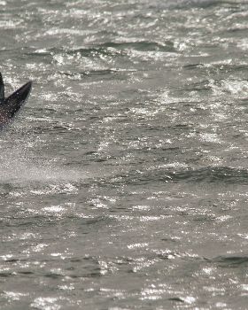 Kiteboarding