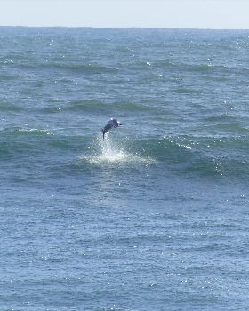 dolfphin