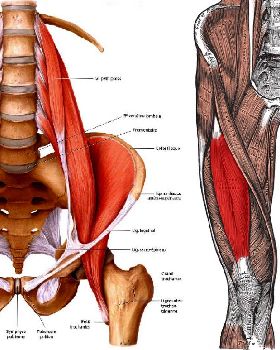 hip-flexors