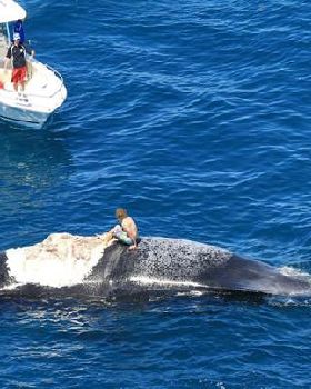 Guy riding a whale
