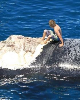 Harrison rides the whale