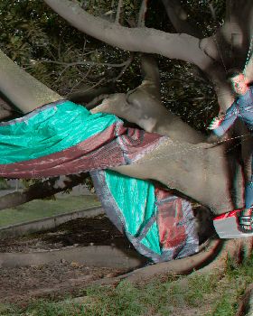 Tree Dangling!