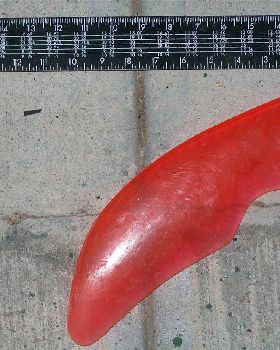 fins for paul