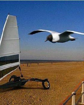 albatross 1