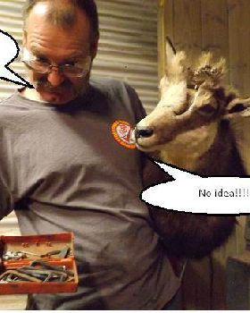 deer
