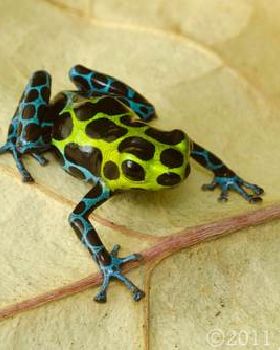 frog Blue Green and Black